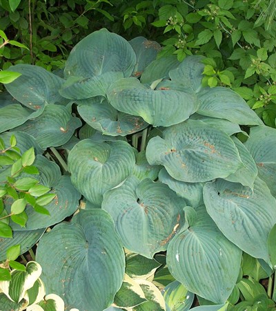 Hosta Elegans